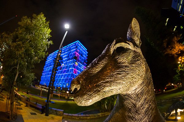 MARSUPIAL