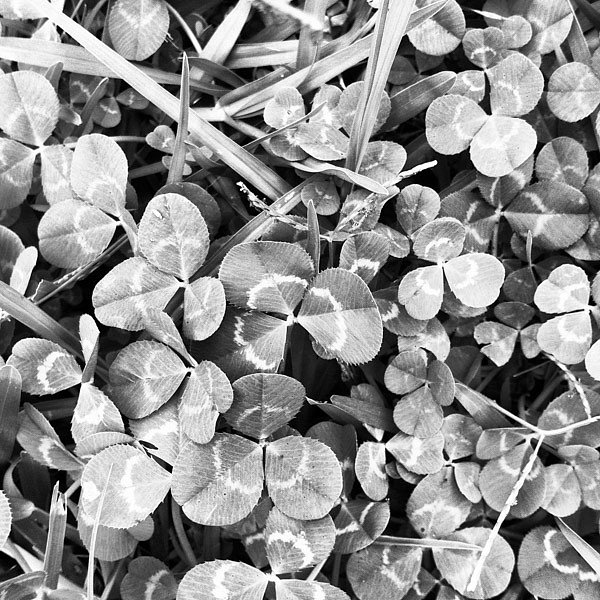 Clover me
