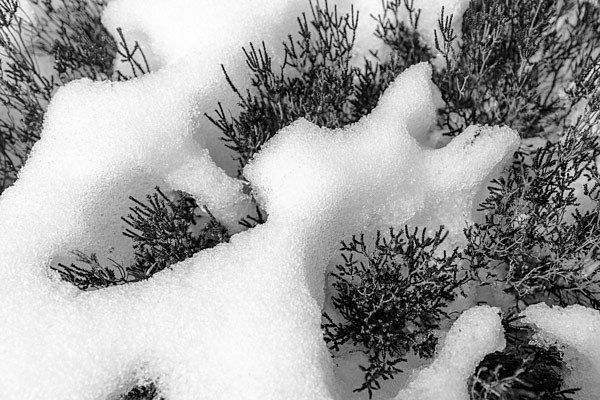 Winter Wonderland