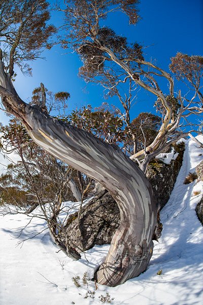 Winter Wonderland